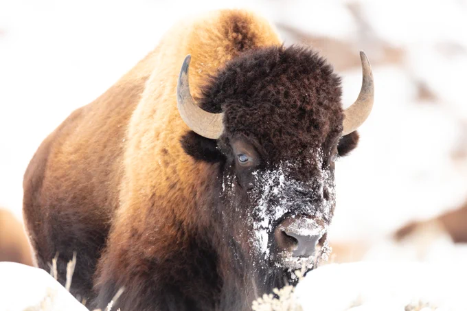 A furry brown bison with its curved horns, with snow on its face after feeding.  