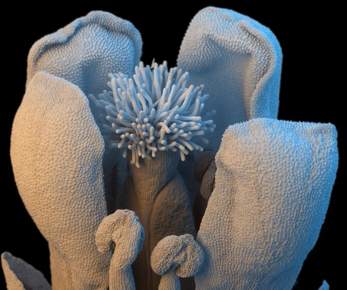 Microscopic photo of a flower under a microscope