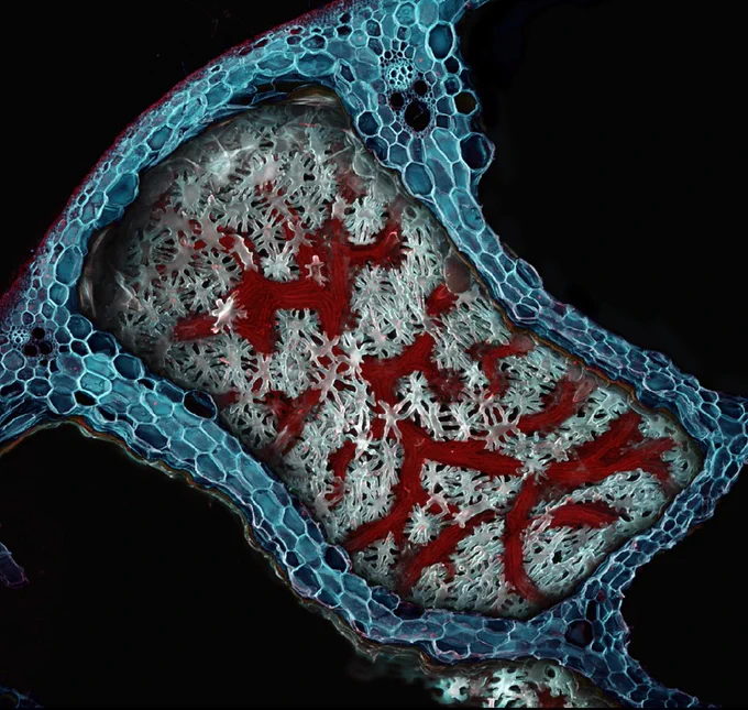 Microscopic photo of a plant - a cell-like form against a dark background