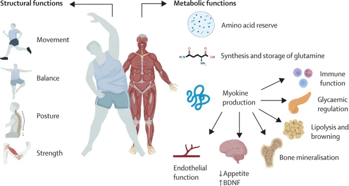 Figure showing selected key roles of skeletal muscle as a structural versus metabolic organ. Copyright: Elsevier Ltd. All rights are reserved.