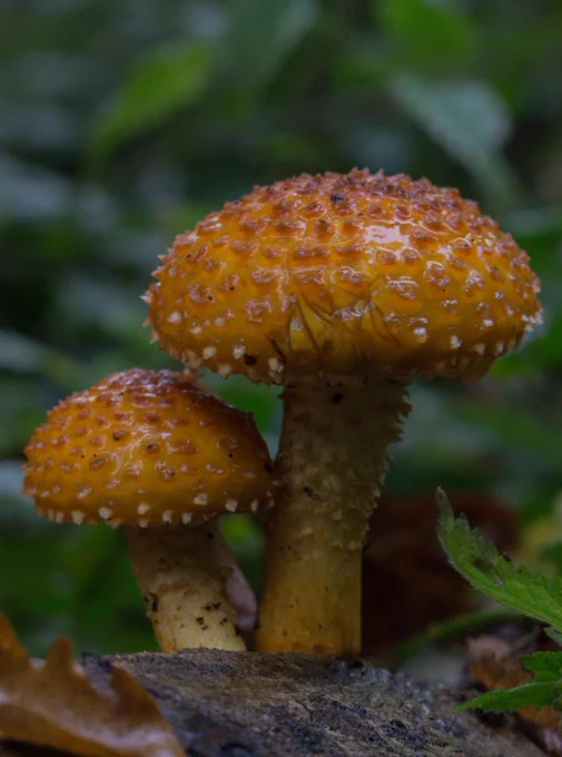 Two golden scalycap fungi growing in some muddy ground. They have green stalks and round, golden-orange tops with little spotty growths.