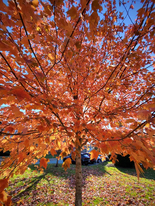 Ultrawide angle view of a young maple that has turned a ruddy orange. The limbs reach out to the camera, distorted by the wide angle perspective. 