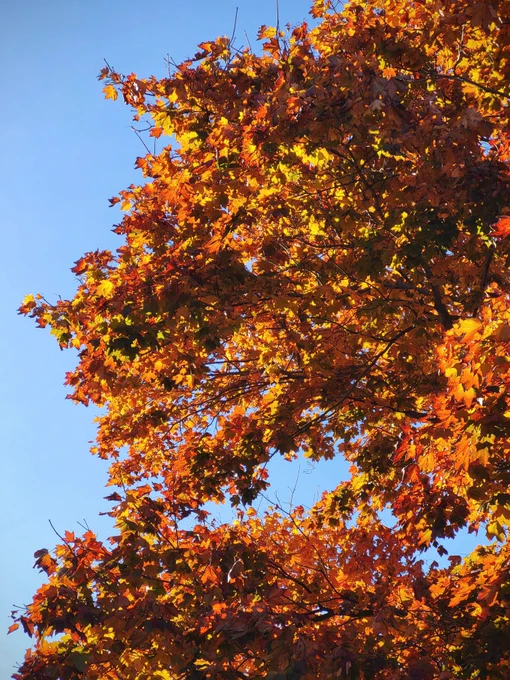 View looking up to the canopy of a crimson maple (which has turned a surprising orange/red this year). Looking at the arrangement of boughs, it is almost like a mouth and eye can be seen.