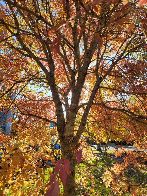 Looking into the trunk of a tree backlit by the Sun. The light filters through the leaves giving a glowing orange tint. 