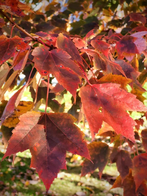 Close-up of red maple leaves. Three larger leaves reach out toward the camera, while in the background grass and the rest of the canopy can be seen.