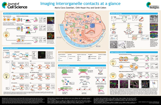 Imaging interorganelle contacts at a glance poster
Maria Clara Zanellati, Chih-Hsuan Hsu and Sarah Cohen