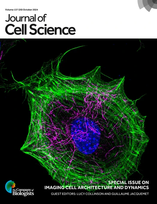 Journal of Cell Science cover showing a MEF labelled with phalloidin (actin – green), acetylated tubulin antibody (magenta) and DAPI (DNA – blue).
Special Issue on Imaging Cell Architecture and Dynamics
Guest Editors: Lucy Collinson and Guillaume Jacquemet
The Company of Biologists logo
