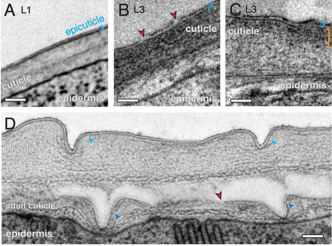 Fig 1 (A) Transverse section showing L1 epicuticle (blue brackets). Image from series S.E.M._L1_4, z62, described in Witvliet et al. (2021). Scale bar: 100 nm. L1 cuticle is ∼150 nm thick. Images in A-C are from midbody regions of cuticle over dorsal or ventral muscle quadrants. (B) Transverse section showing L3 epicuticle, blue brackets. Image from series TEM_L3, z140. Scale bar: 100 nm. Red arrowheads indicate discontinuities in the outer osmiophilic layer. (C) Example of differential staining of outer cortical cuticle (orange bracket). Image captured with a TEM_L3, z196. Scale bar: 100 nm. (D) Late L4 stage (∼L4.7) animal, midbody region, showing nascent adult cuticle under detached L4 cuticle. Image is a longitudinal section across one L4 annulus and two furrows. Blue arrowheads indicate epicuticle in L4 cuticle at furrows and on sides of furrows in nascent adult cuticle; red arrowhead indicates discontinuity where adult epicuticle may have not yet formed. Scale bar: 100 nm.