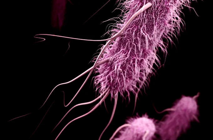 Image shows e.coli pathogenic bacteria under a microscope