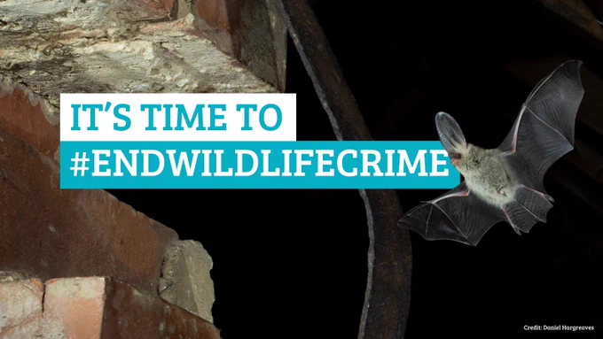  Image of a bat with text 'it's time to #endwildlifecrime'