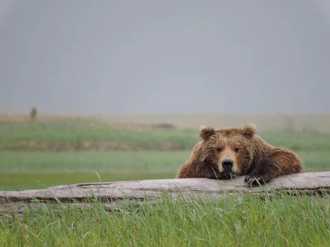 A brown bear staring intently while resting on a rock at Katmai National Park & Preserve, Alaska.