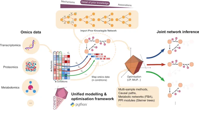 CORNETO: Unified knowledge-driven network inference from omics data
