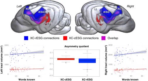 The image shows a white matter path in the dog brain connecting vocal premotor region XC to temporal auditory regions rESG and pESG. A bar graph shows that the tract is significantly larger in the left hemisphere. Scatterplots show that the tract predicts the receptive vocabulary size of individual dogs.