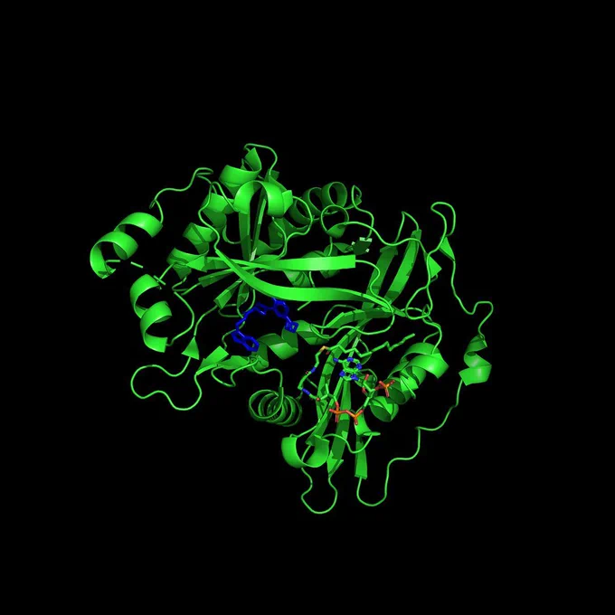 Structure of PvNMT (green) with inhibitor IMP-0001173 (blue) bound. CC BY SBGRID.