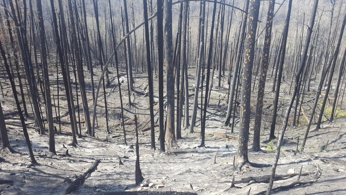 Burned aspen stand near Fort McMurray May 2016