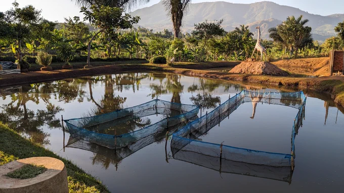 A fish pond. Two rectangular nets are in the water. In the background are trees and a mountain.