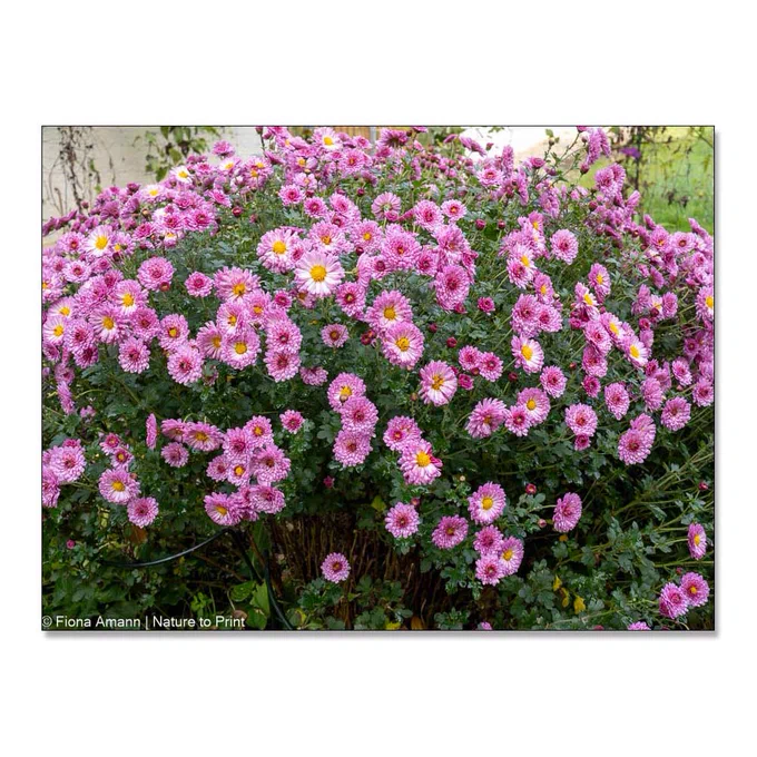 Rosa Chrysanthemen blühen überreich im November