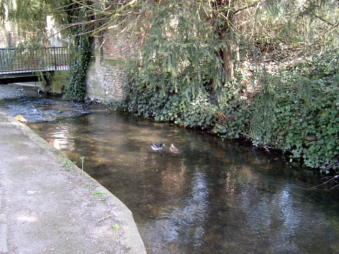 two ducks floating in the water of the stream, the iron bridge can be seen in the background