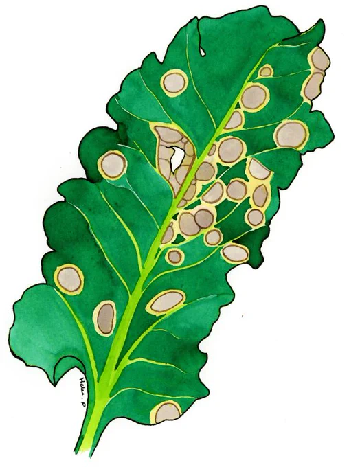 The painting shows a single sugar beet leaf covered in round light grey-brown lesions. Each lesion has a dark brown ring at its outer border, and is surrounded by a pale yellow, chlorotic halo. In some areas the lesions have coalesced, but their darker margins can still be seen. 