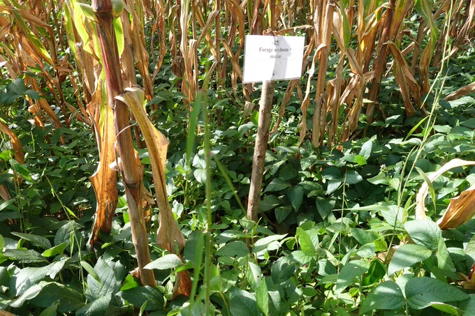 Forage soybean-maize intercrop: A way of intensifying the system with added value of a high quality leguminous forage also providing biological nitrogen fixation (BNF) to the following crop.