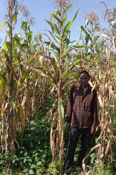Maize farmer standing with the forage soybean and maize intercrop - he was surprised and pleased by the productivity. One minor constraint is the weeding needs a bit more care. 