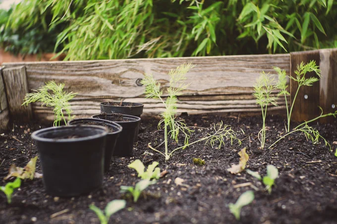 A raised bed with plants sprouting from the soil