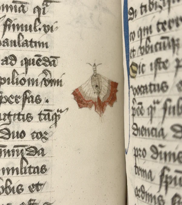 A marginal illustration of a butterfly. 