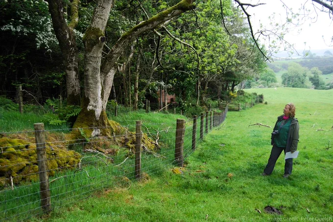 Person looking at an old tree