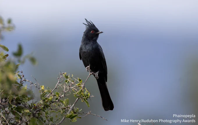 A photo of a male Phainopepla perched against a blurred gray background. Credit: Mike Henry/Audubon Photography Awards