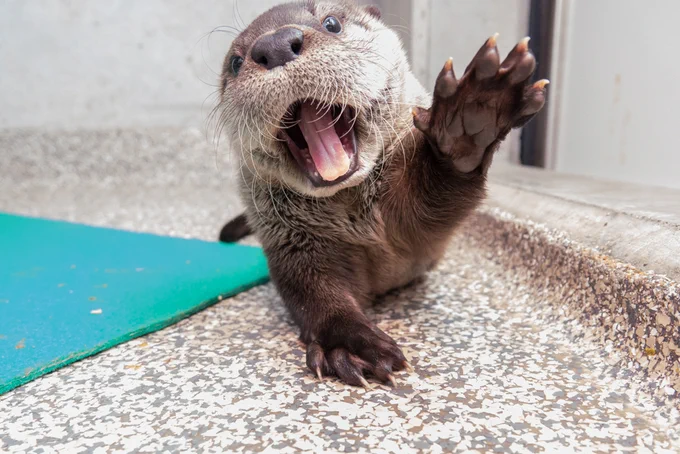 River otter pup with a paw up 