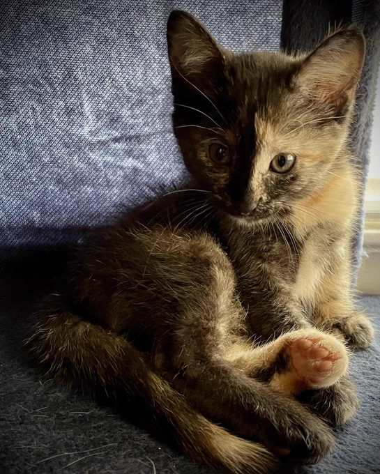 an extremely small tortoiseshell kitten. One yellow furry hind foot is lifted to show her tiny pink toe beans
