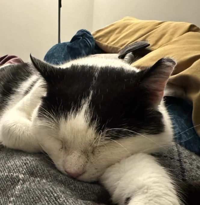 Photo shows a cute black and white cat looking calm while he sleeps on a sofa with a few cushions 