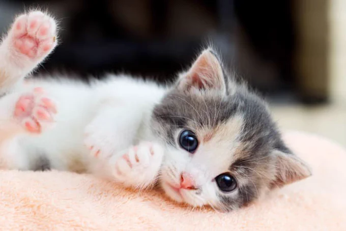The cutest fucking kitten you’ve ever possibly come across, hands down