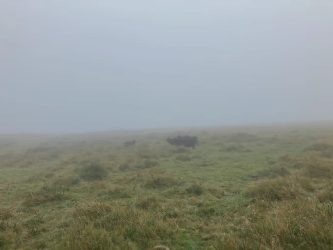 Small black sheep in the fog