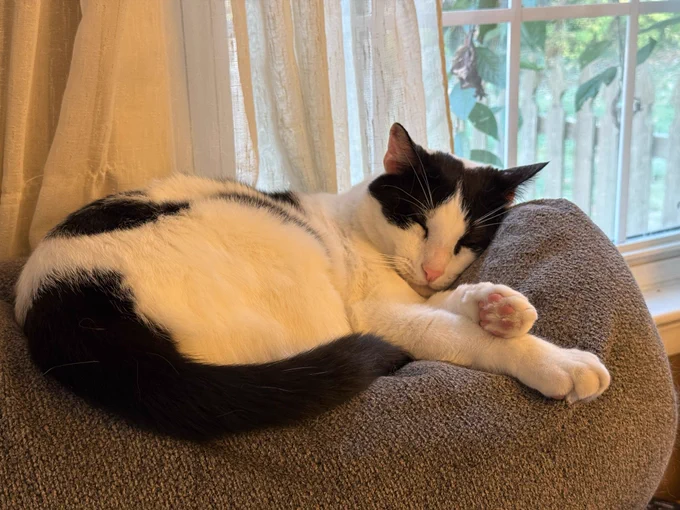 Sleepy blank and white cat curled up on the top edge of the couch. His eyes are closed and his legs are crossed