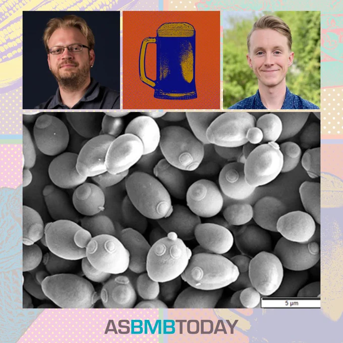 A collage featuring a headshot of Chris Todd Hittinger, an illustration of a mug of beer, a headshot of Jacob Crandall, and in the bottom row, a scanning electron microscope image of Saccharomyces cerevisiae budding by Mogana Das Murtey and Patchamuthu Ramasamy via Wikimedia Commons.