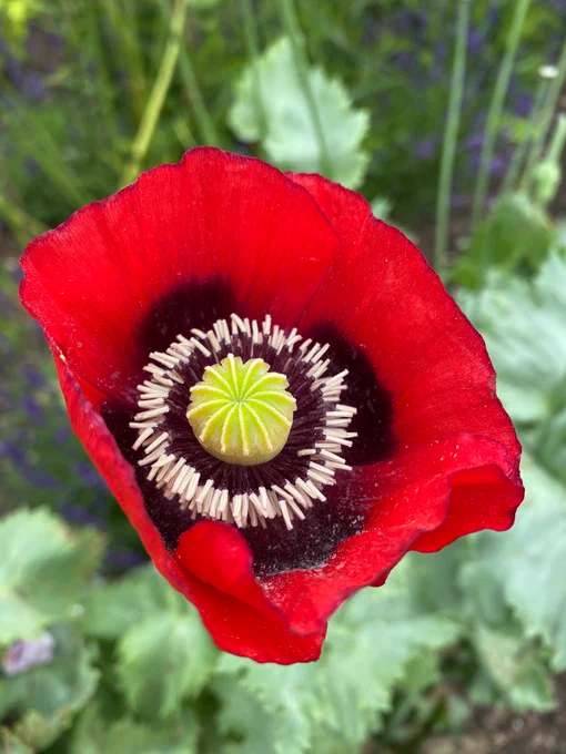 Image shows a close up image of a red poppy