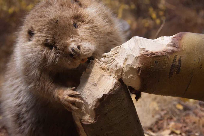 A beaver beavering away, munching some wood. Our reviewers are working just as hard as this beaver, but I promise they aren't actually chewing on your submissions.