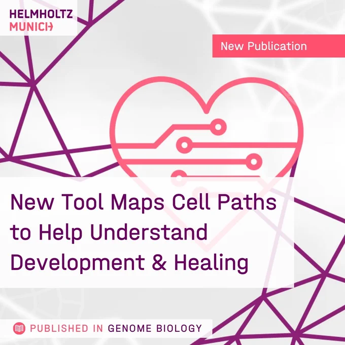New Tool Maps Cell Paths to Help Understand Development and Healing