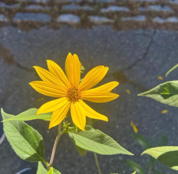Yellow flower shining in the sunlight. Cracked pavement in the background.