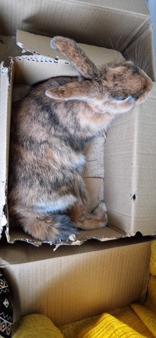 A gingery brown rabbit had rolled over to sleep in a cardboard box