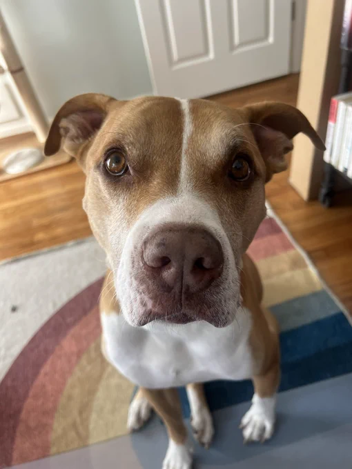 Petey looking adorable on a rainbow carpet
