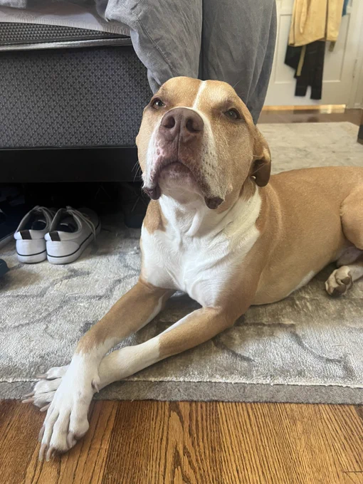 Petey with his nose in the air and his paws crossed