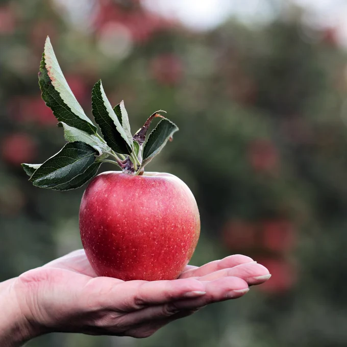 Apple in hand