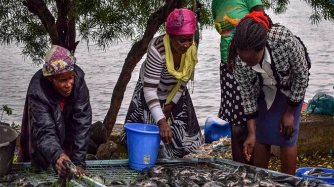 Three women harvesting their fish. They are bent over examining their fish on a table. There's also a blue bucket on the table and woman in the background.