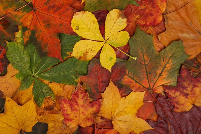 Picture of autumn leaves