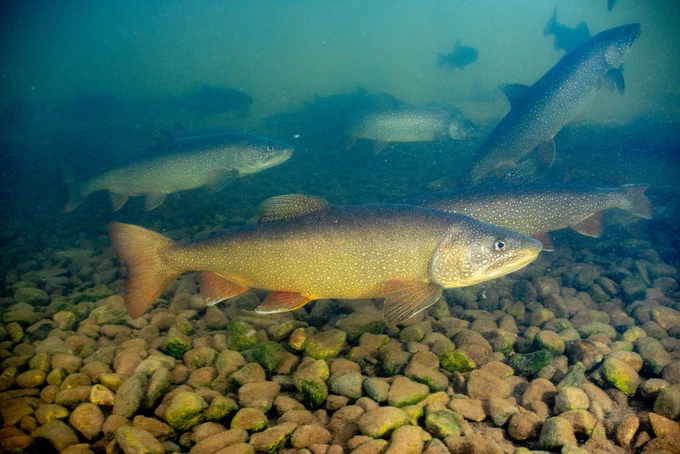 A school of lake trout