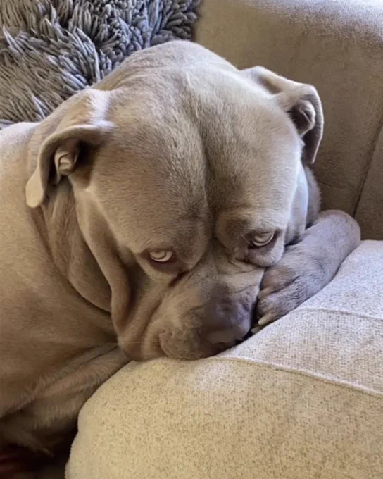 viides the old english bulldog is pressing his face into a pillow and is looking up slightly with a pathetic expression. he has one front paw curled up around his cheek. this is textbook depression.