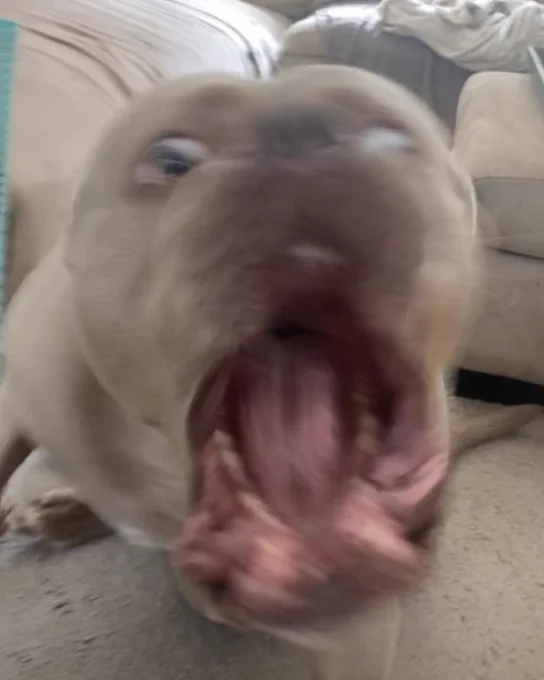 viides has gone full panic mode. his face and body are blurry as he shakes violently. his eyes are mostly whites at this point, and his mouth hangs open like a hippopotamus’ hungry jaws.