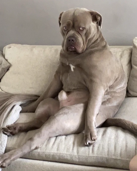 a grayish brown old english bulldog sits in a hunched position on a couch. his back legs are flopping forward, his front paws are splayed out to the sides, and his face is definitely pure existential crisis: ears tucked, eyebrows raised, eye contact gone, jowls wrinkling in a puddle of a frown.
